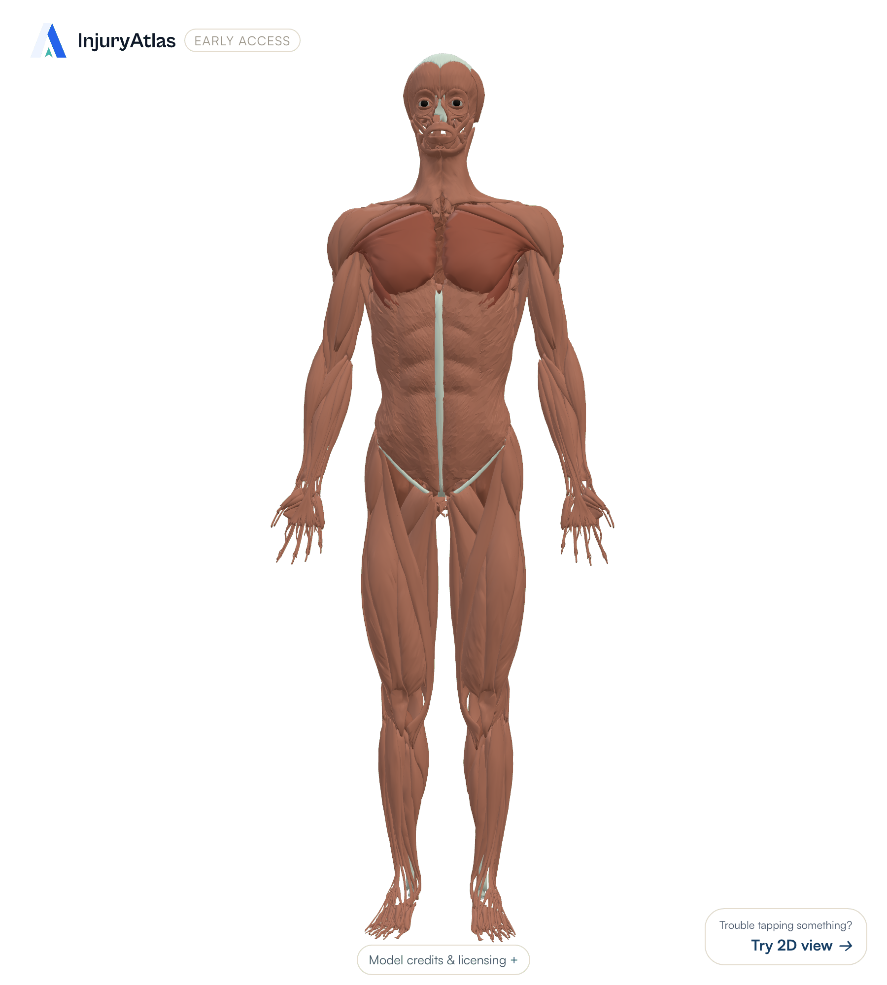 Full-body muscle anatomy, front view