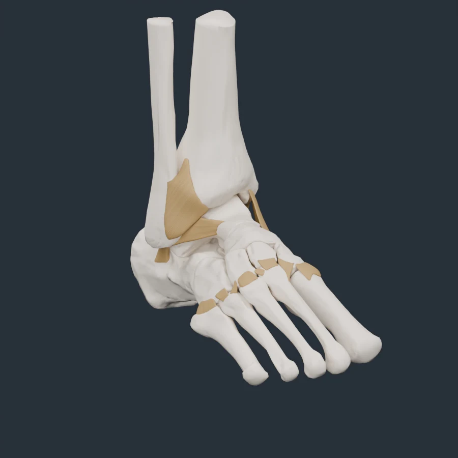 An isolated ankle anatomy specimen.