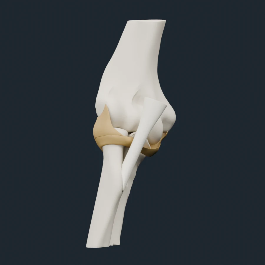An isolated elbow anatomy specimen.
