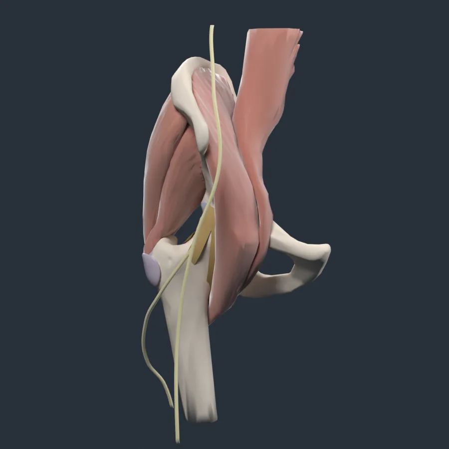 An isolated hip anatomy specimen.