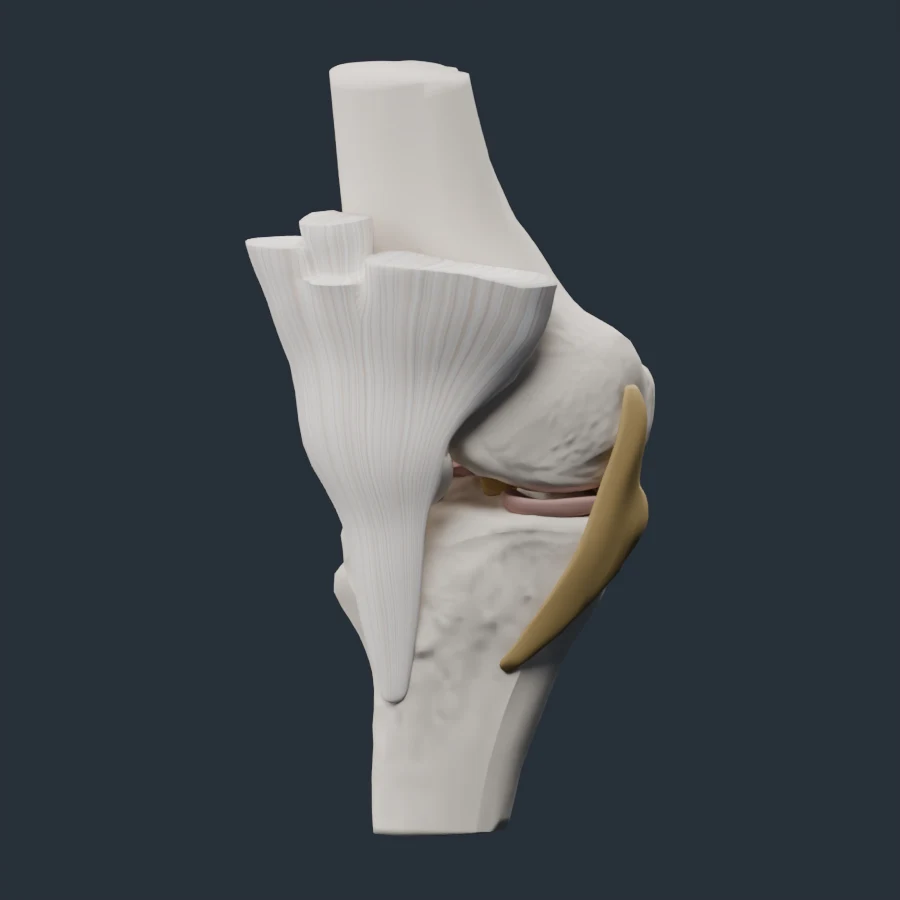 An isolated knee anatomy specimen.