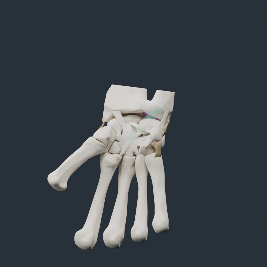 An isolated wrist anatomy specimen.