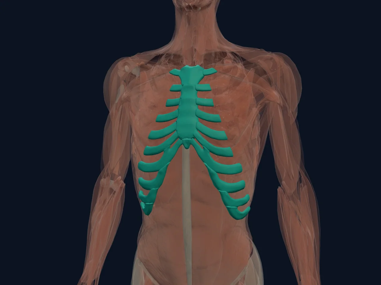 Chest Wall Anatomy highlighted in teal with nearby anatomy shown for orientation.