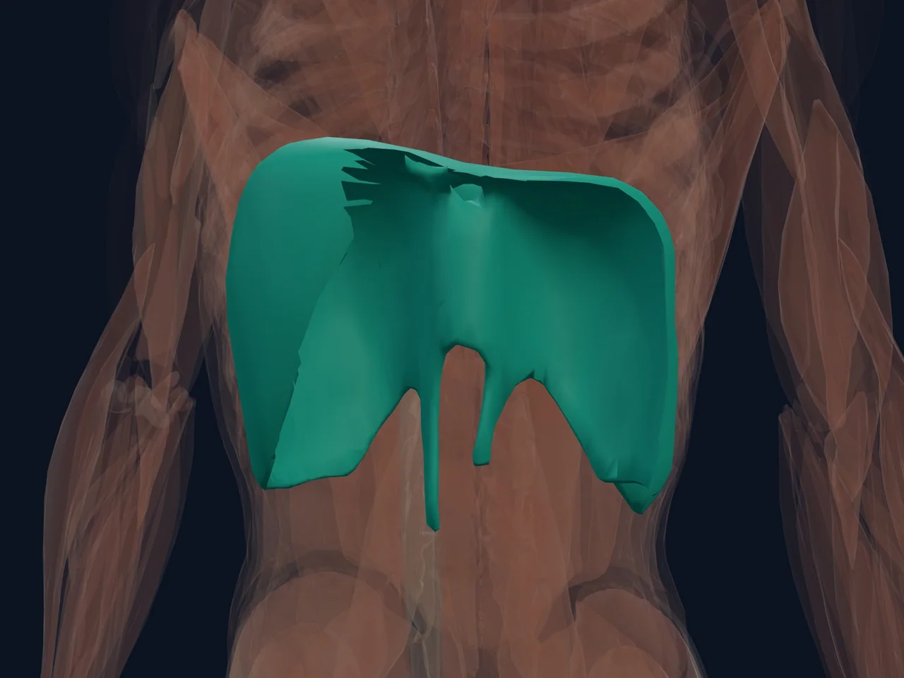 Diaphragm Anatomy highlighted in teal with nearby anatomy shown for orientation.