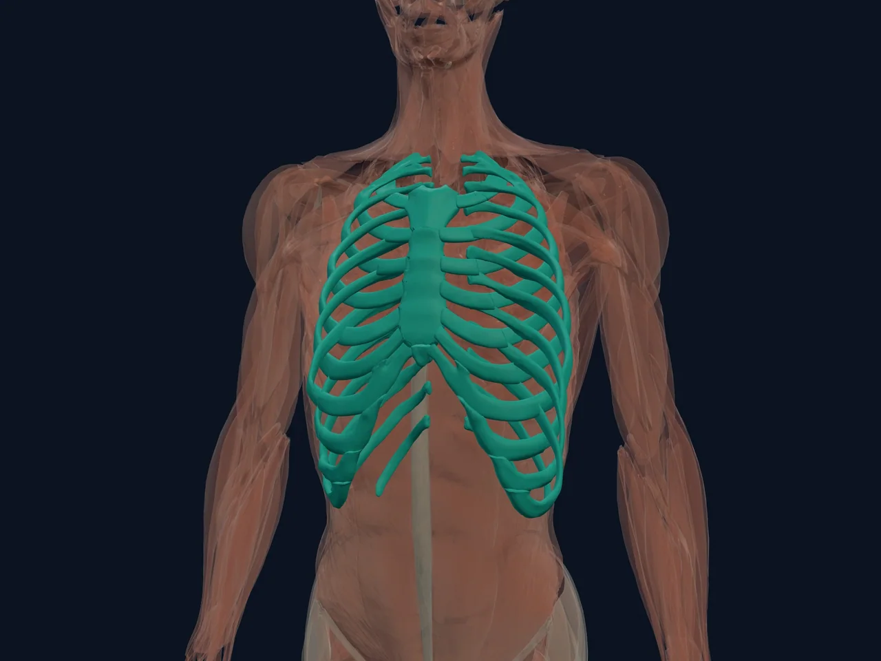Ribcage Anatomy highlighted in teal with nearby anatomy shown for orientation.