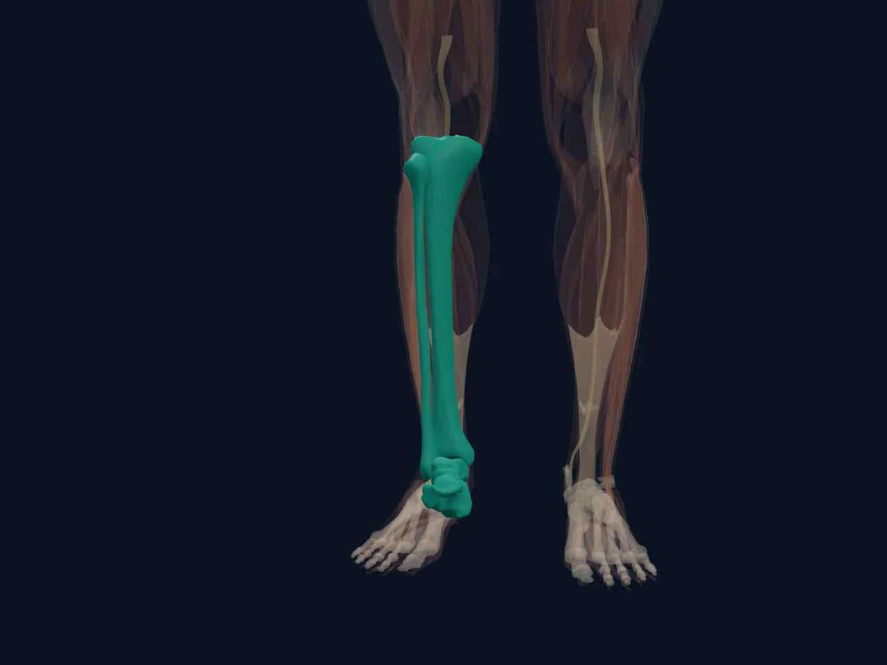 Ankle Joint Overview highlighted in teal with nearby anatomy shown for orientation.