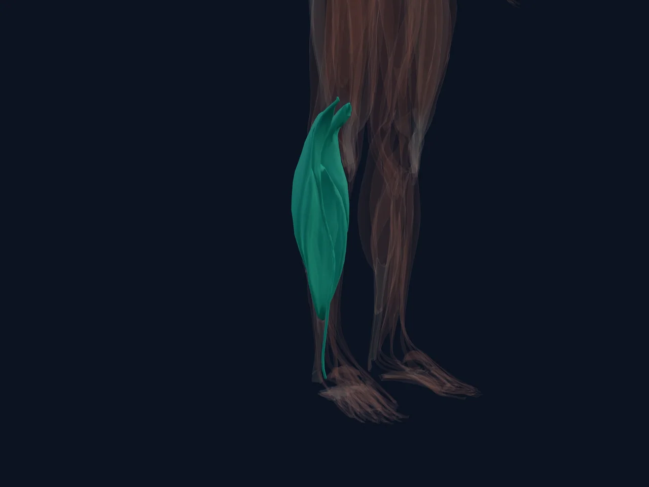 Calf Muscles highlighted in teal with nearby anatomy shown for orientation.