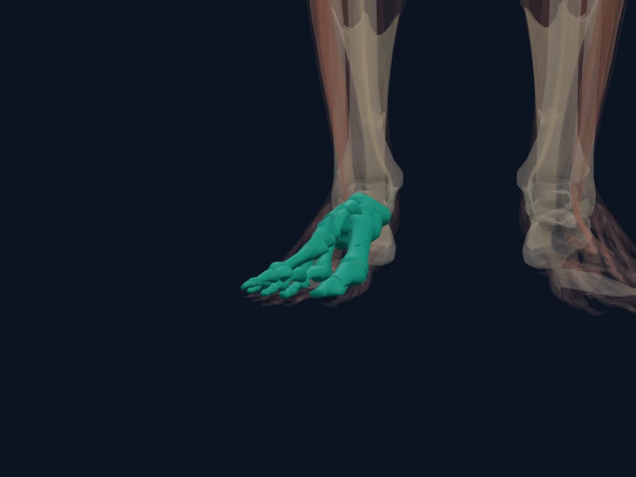 Foot Arches and Midfoot Bones highlighted in teal with nearby anatomy shown for orientation.