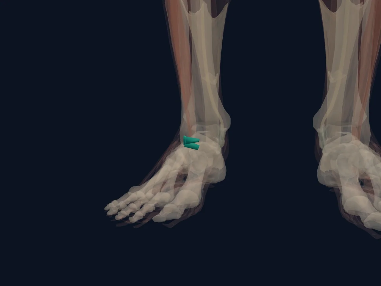 Lateral Ankle Ligaments highlighted in teal with nearby anatomy shown for orientation.