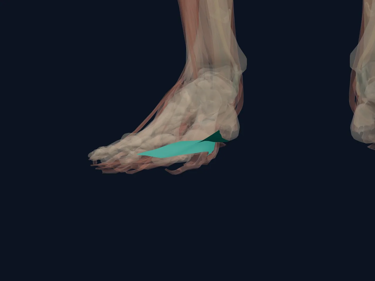 Plantar Fascia highlighted in teal with nearby anatomy shown for orientation.