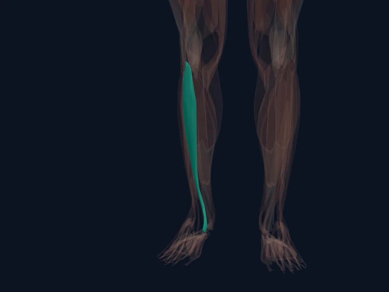 Tibialis Anterior highlighted in teal with nearby anatomy shown for orientation.