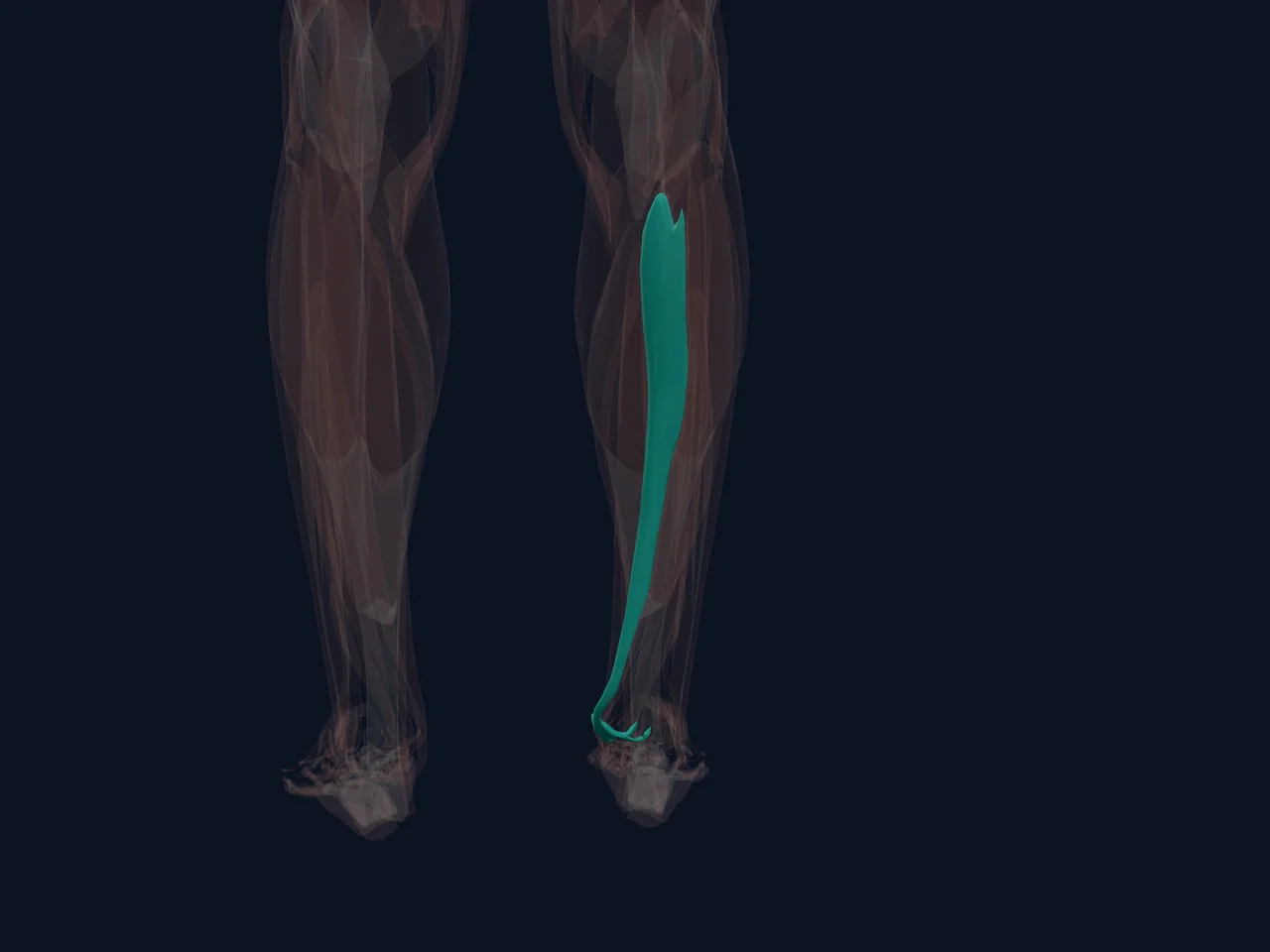 Tibialis Posterior highlighted in teal with nearby anatomy shown for orientation.
