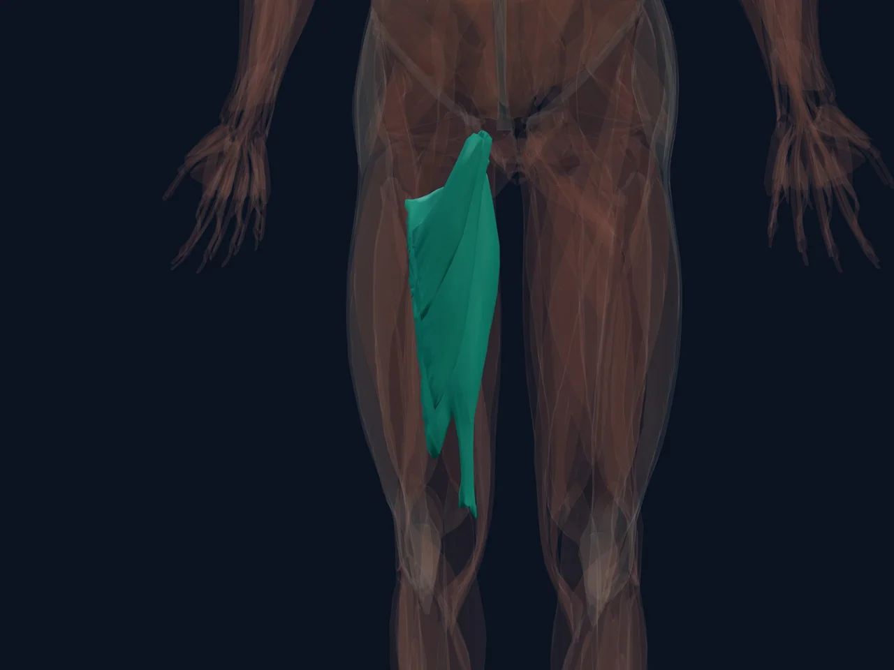 Hip Adductors highlighted in teal with nearby anatomy shown for orientation.