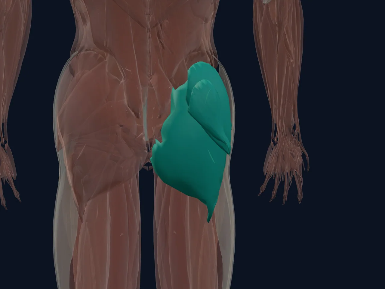 Gluteal Muscles highlighted in teal with nearby anatomy shown for orientation.