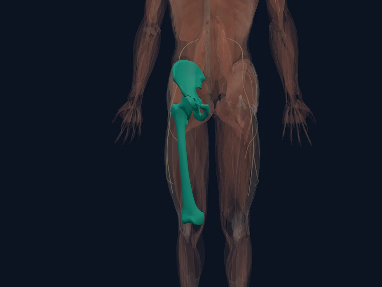 Hip Joint Overview highlighted in teal with nearby anatomy shown for orientation.