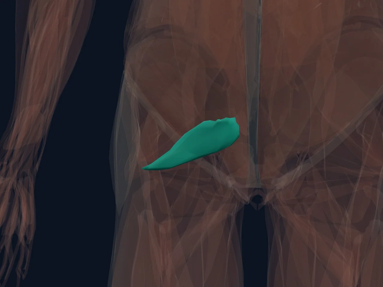 Piriformis highlighted in teal with nearby anatomy shown for orientation.