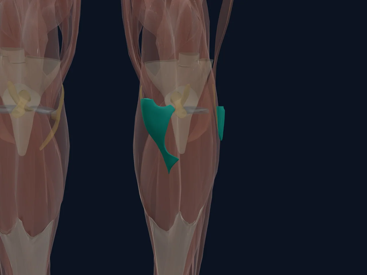 Hamstring Tendons at the Knee highlighted in teal with nearby anatomy shown for orientation.