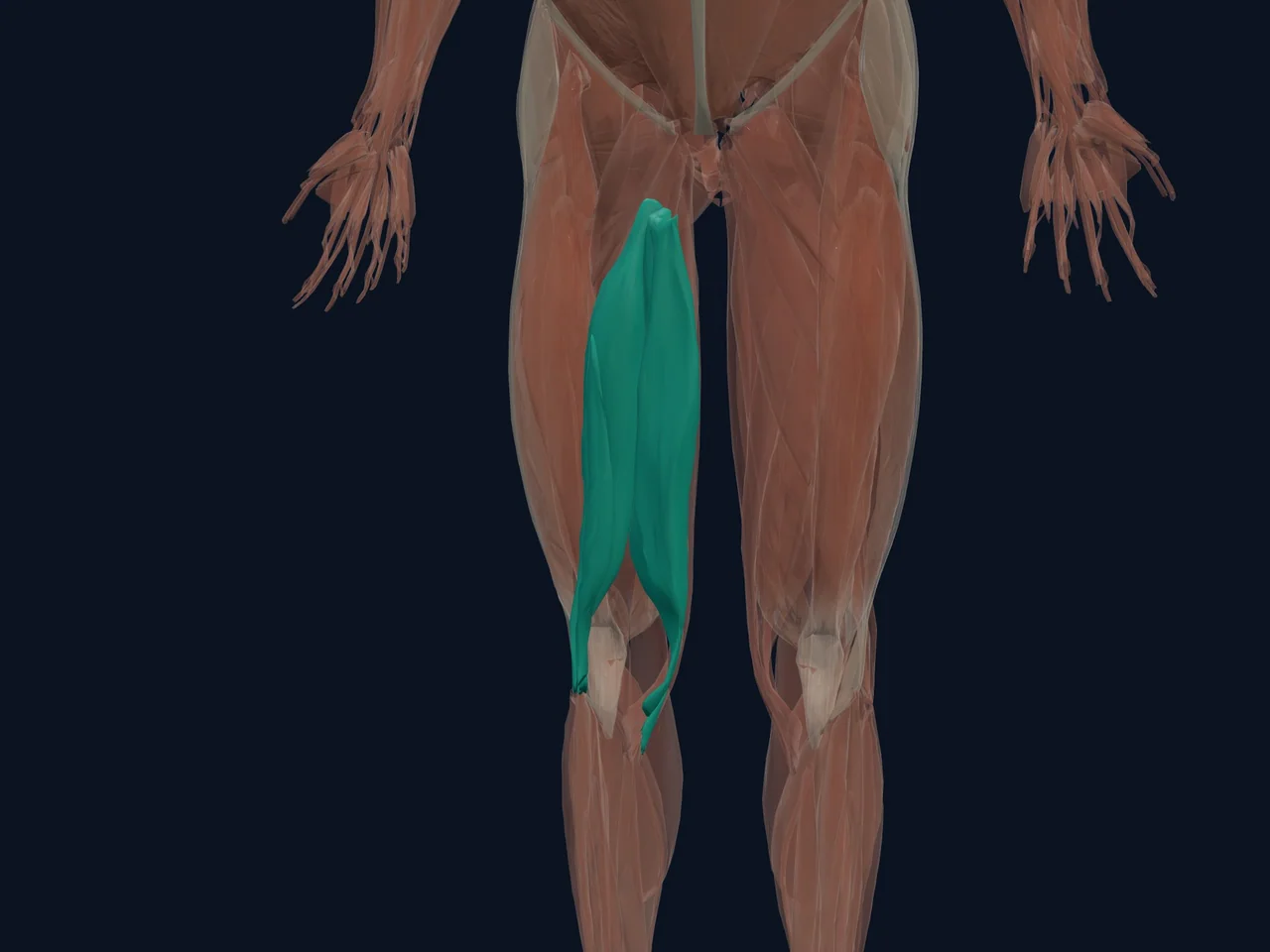 Hamstrings highlighted in teal with nearby anatomy shown for orientation.