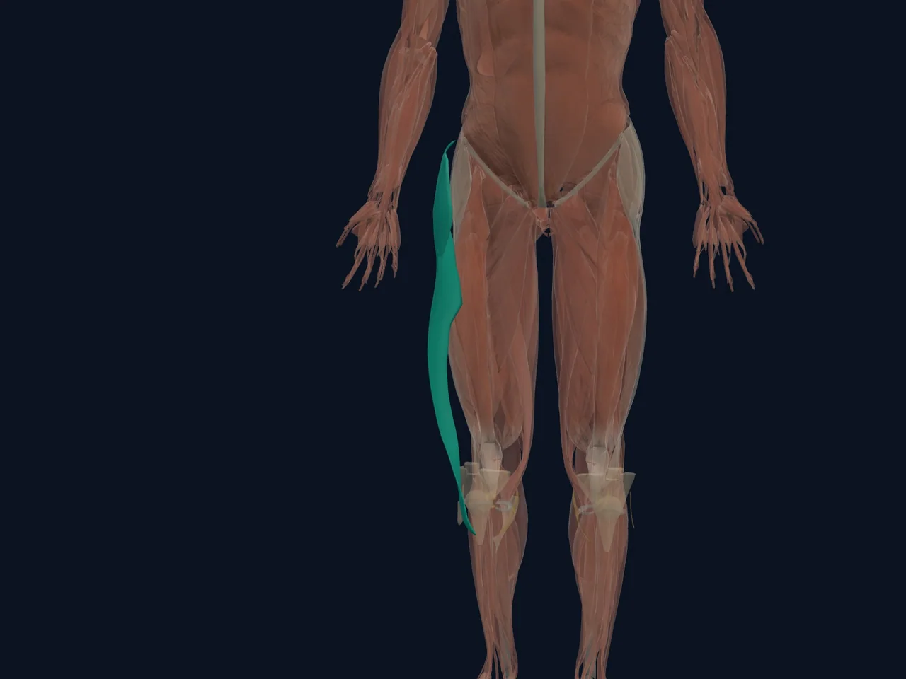 Iliotibial Band at the Knee highlighted in teal with nearby anatomy shown for orientation.