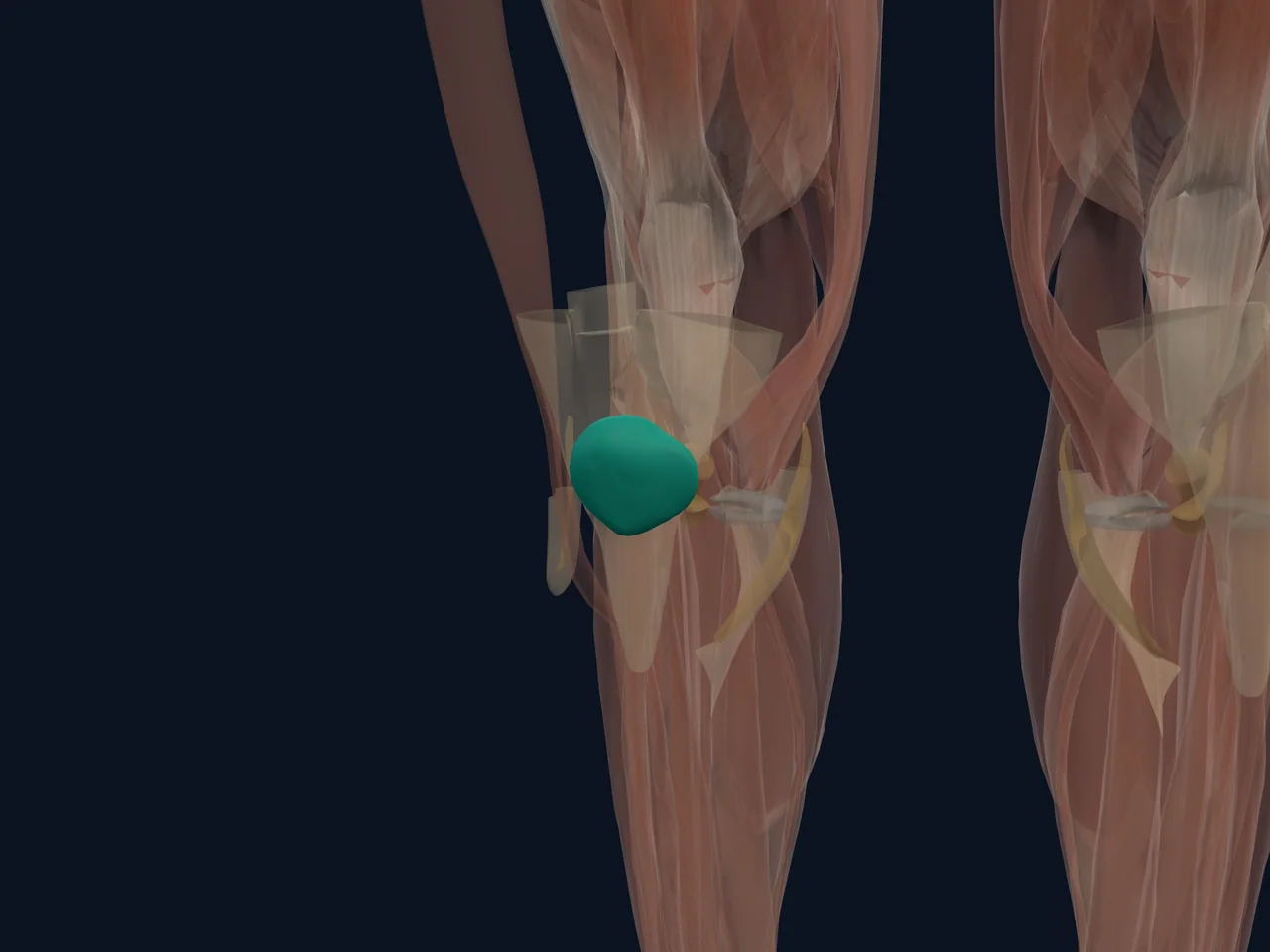 Patella (Kneecap) highlighted in teal with nearby anatomy shown for orientation.