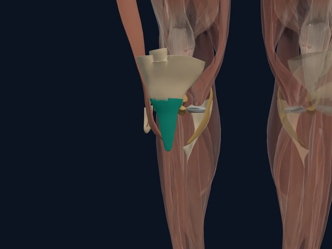 Patellar Tendon highlighted in teal with nearby anatomy shown for orientation.