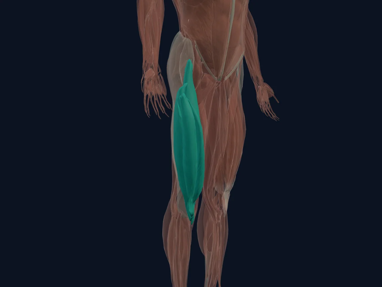 Quadriceps highlighted in teal with nearby anatomy shown for orientation.