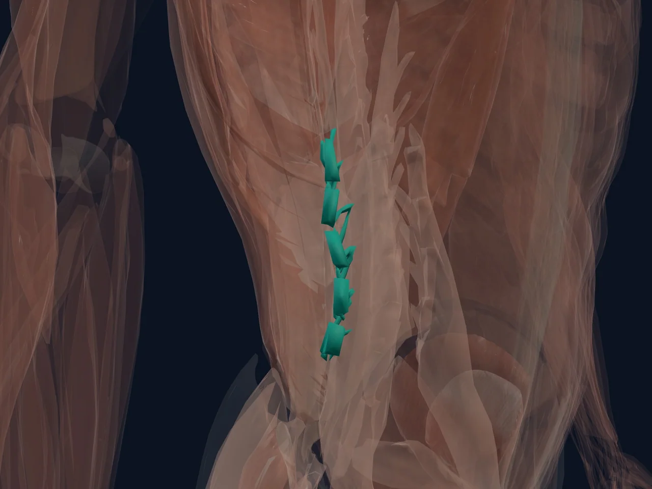 Deep Spinal Stabilizers highlighted in teal with nearby anatomy shown for orientation.