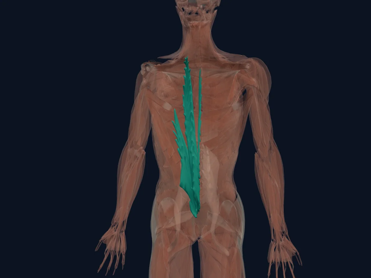 Erector Spinae highlighted in teal with nearby anatomy shown for orientation.