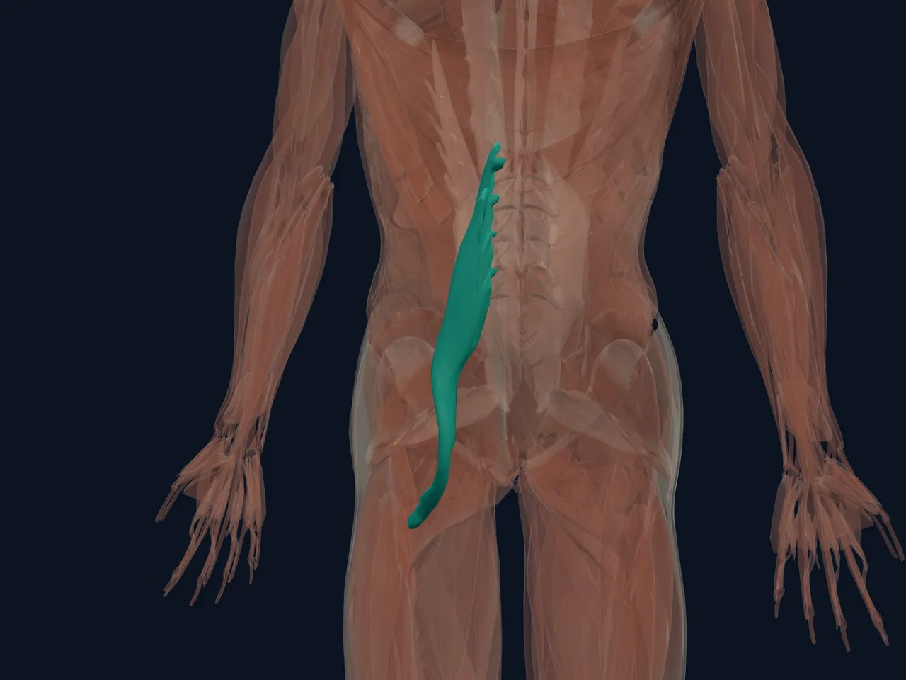 Psoas Major highlighted in teal with nearby anatomy shown for orientation.