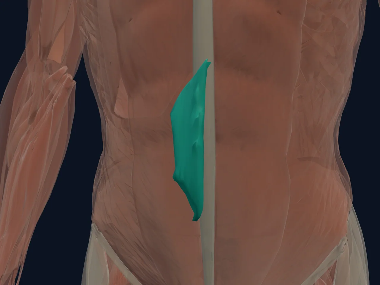 Quadratus Lumborum highlighted in teal with nearby anatomy shown for orientation.