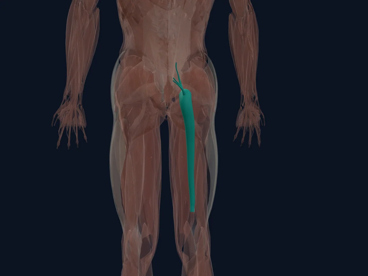 Sciatic Nerve highlighted in teal with nearby anatomy shown for orientation.