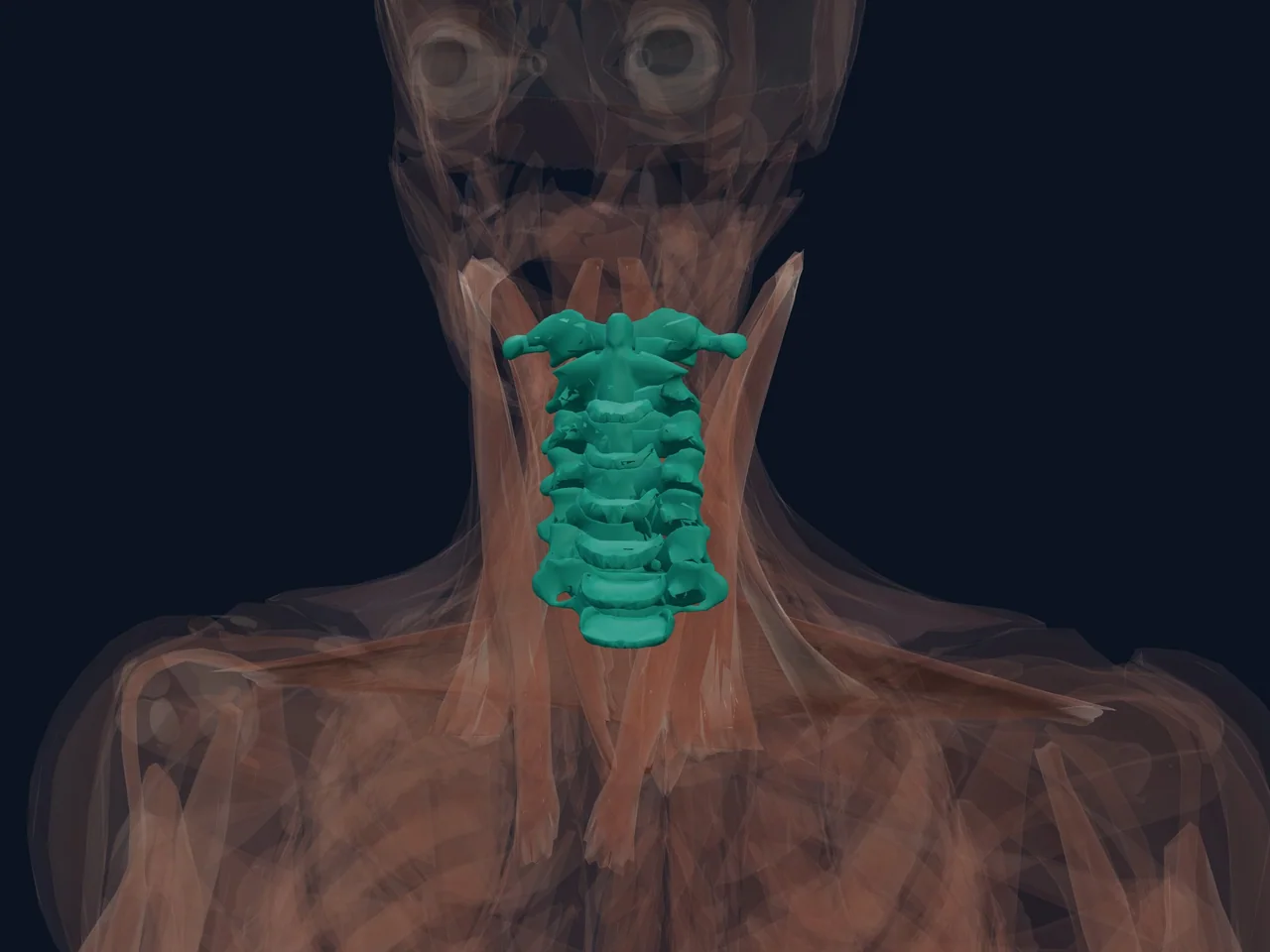 Cervical Spine Overview highlighted in teal with nearby anatomy shown for orientation.