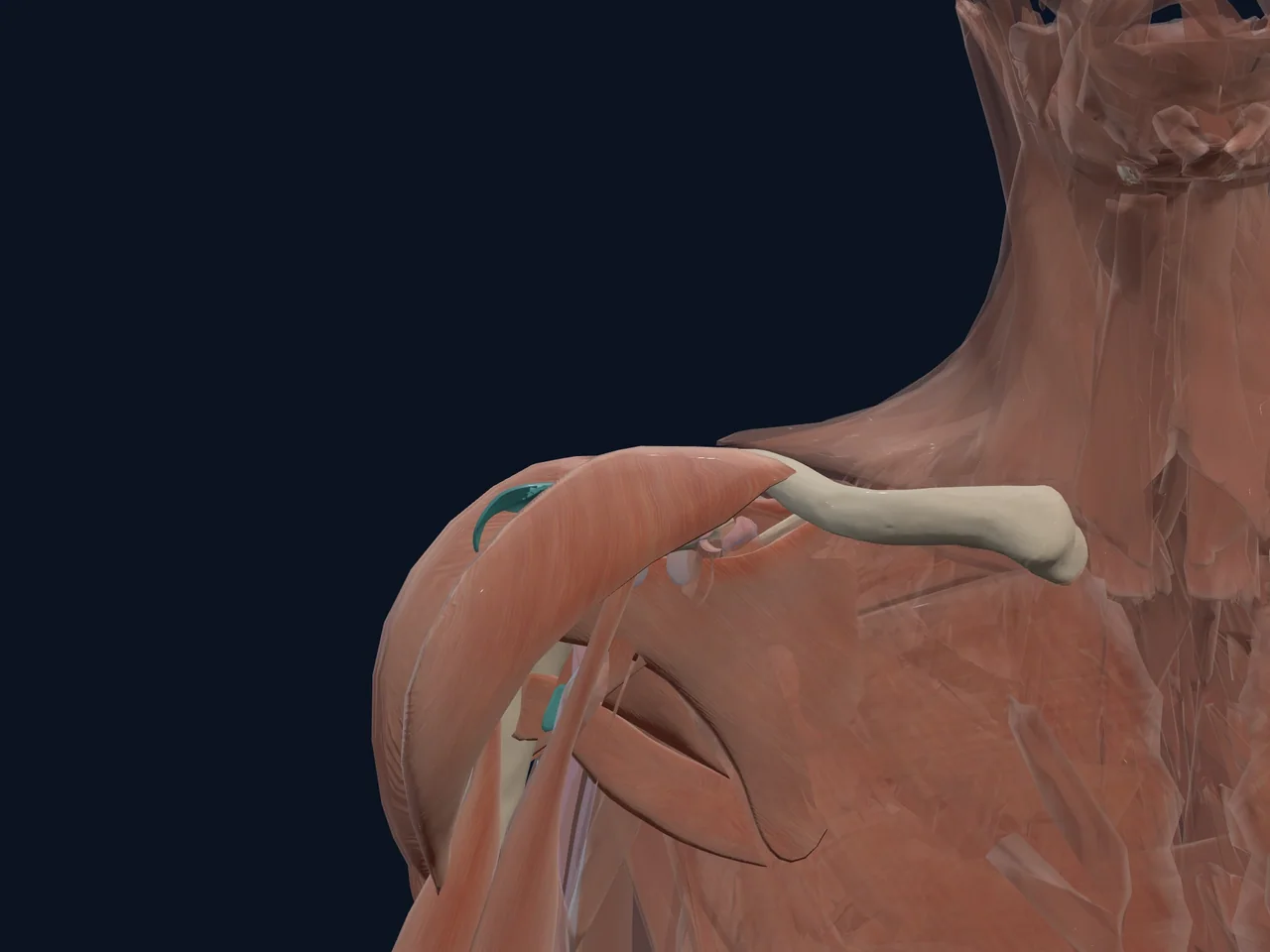 Acromioclavicular (AC) Joint highlighted in teal with nearby anatomy shown for orientation.