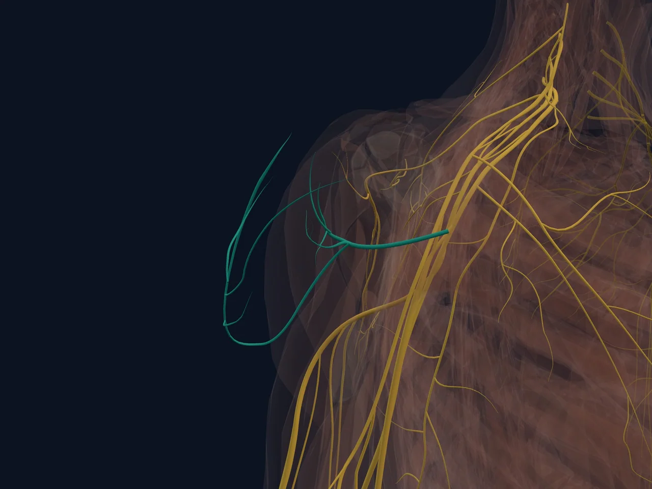 Axillary Nerve highlighted in teal with nearby anatomy shown for orientation.