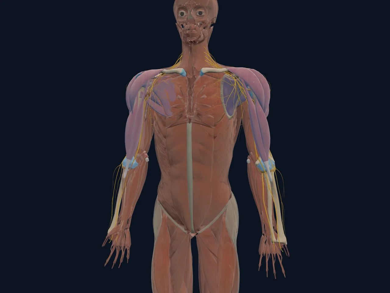 Brachial Plexus (Shoulder Overview) highlighted in teal with nearby anatomy shown for orientation.