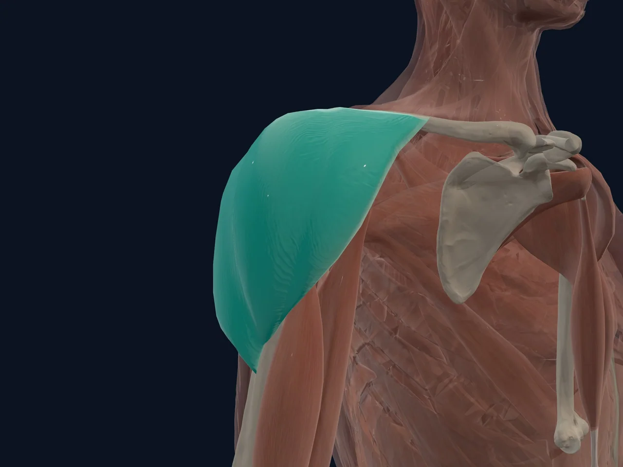 Deltoid highlighted in teal with nearby anatomy shown for orientation.