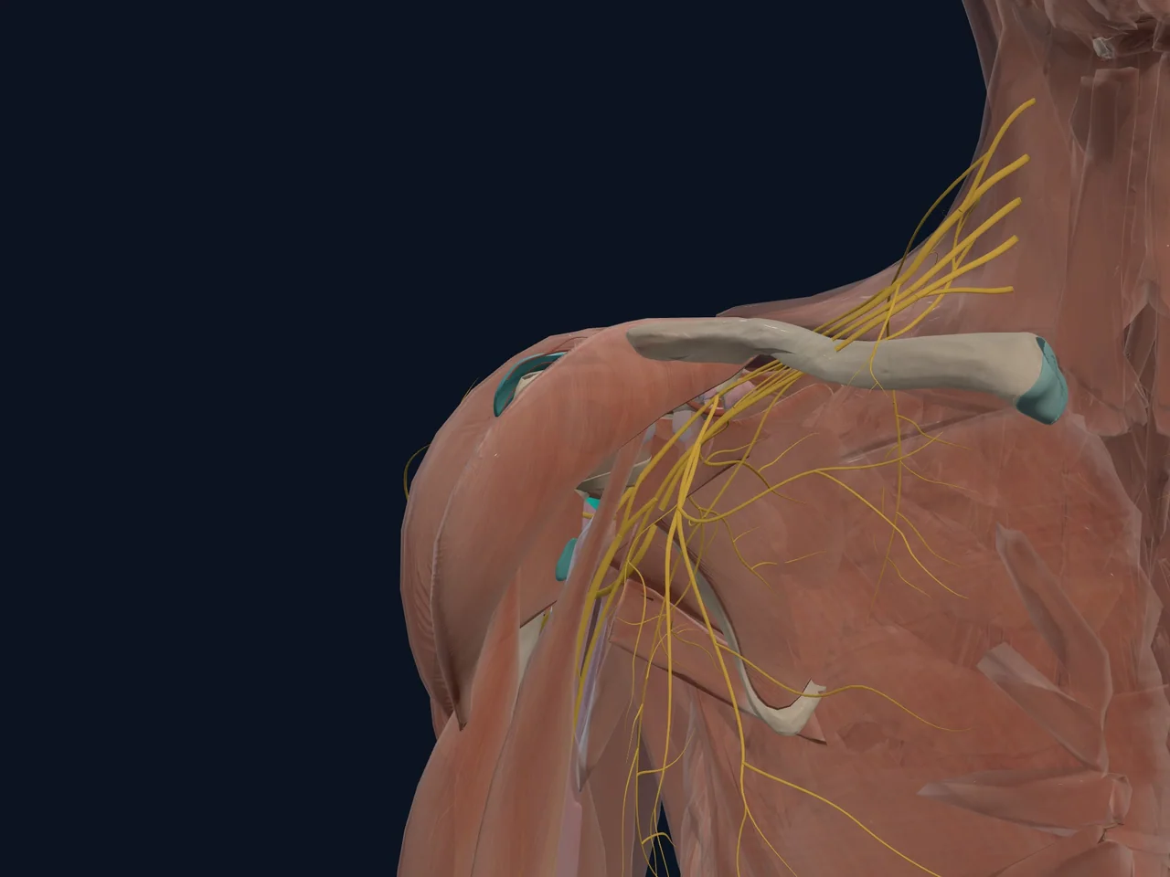 Glenohumeral Joint (Shoulder Socket Joint) highlighted in teal with nearby anatomy shown for orientation.