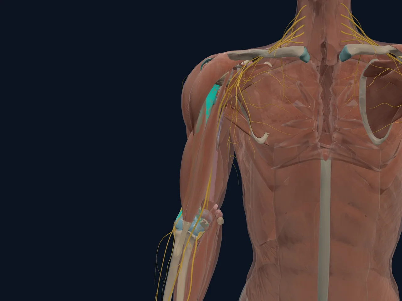 Proximal Humerus (Upper Arm Bone — Shoulder End) highlighted in teal with nearby anatomy shown for orientation.