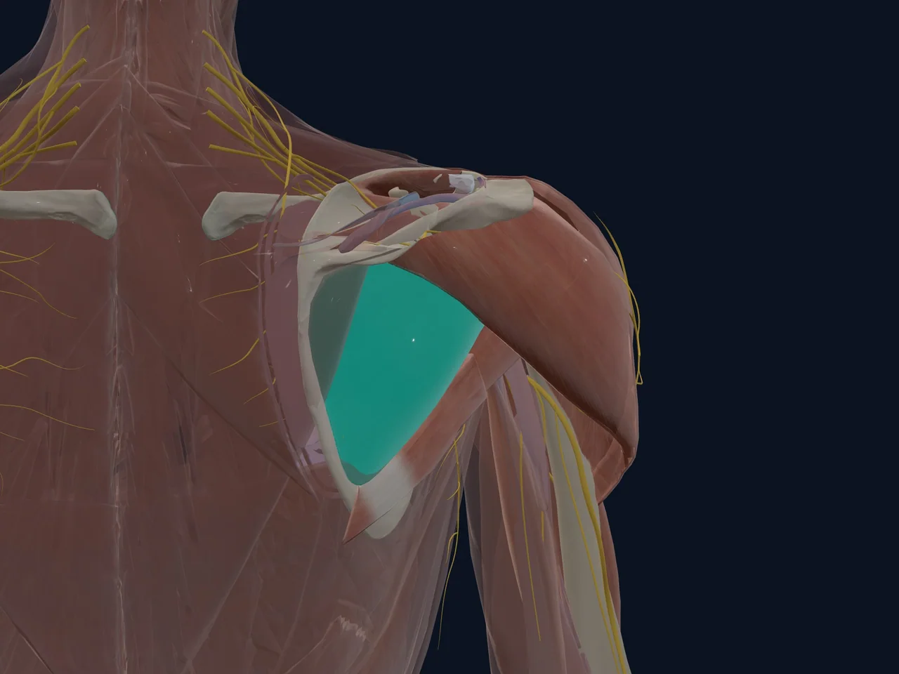 Infraspinatus highlighted in teal with nearby anatomy shown for orientation.