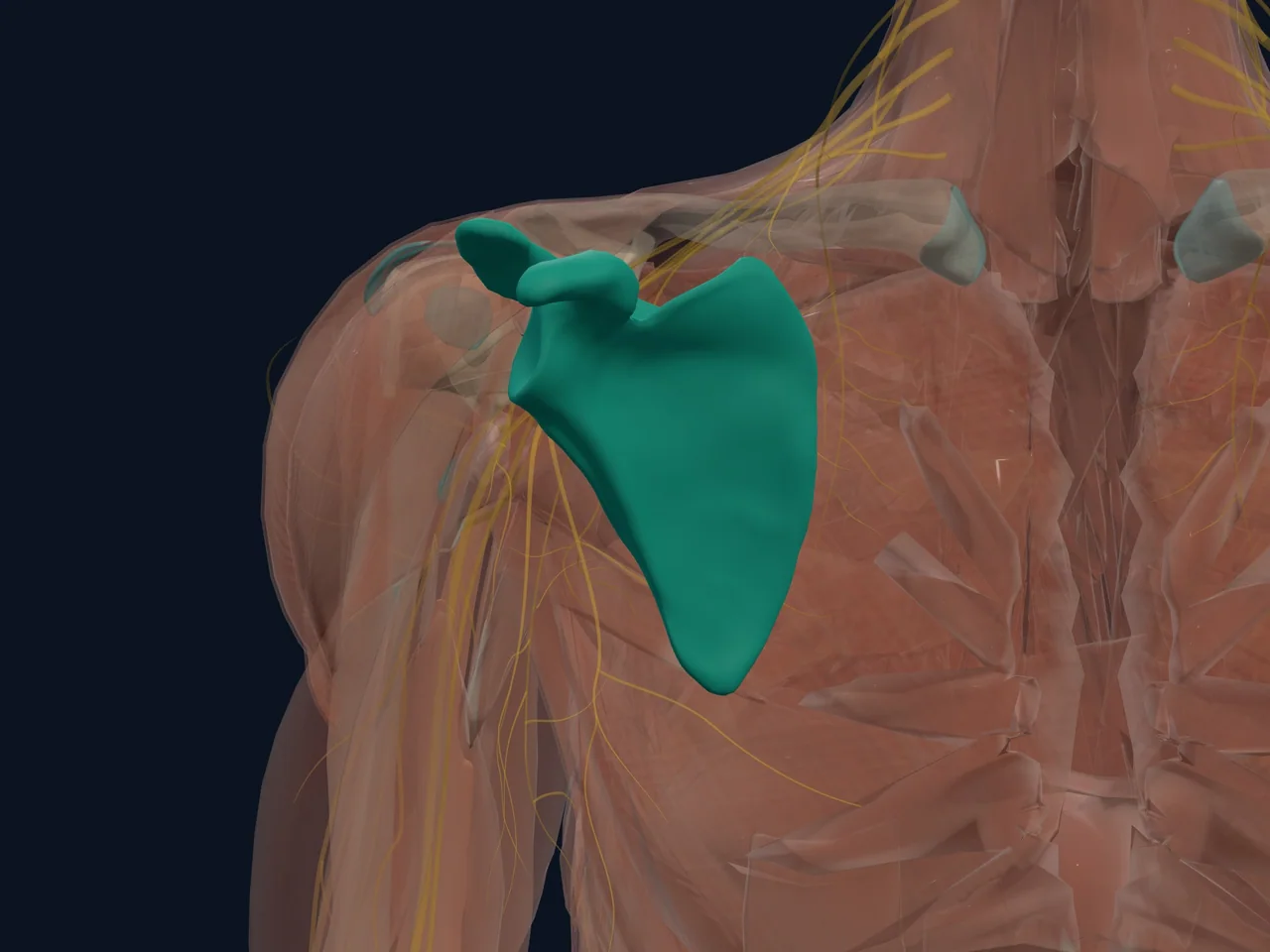 Scapula (Shoulder Blade) highlighted in teal with nearby anatomy shown for orientation.