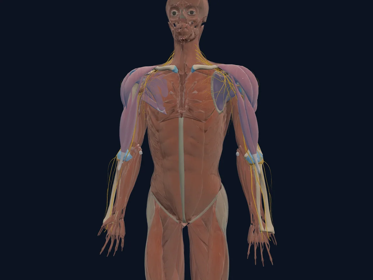 Shoulder Ligaments highlighted in teal with nearby anatomy shown for orientation.