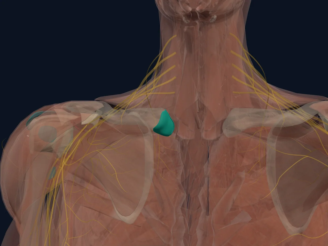 Sternoclavicular (SC) Joint highlighted in teal with nearby anatomy shown for orientation.