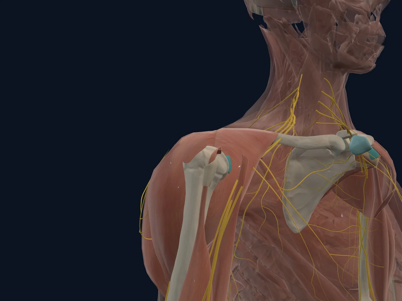 Subacromial Bursa highlighted in teal with nearby anatomy shown for orientation.