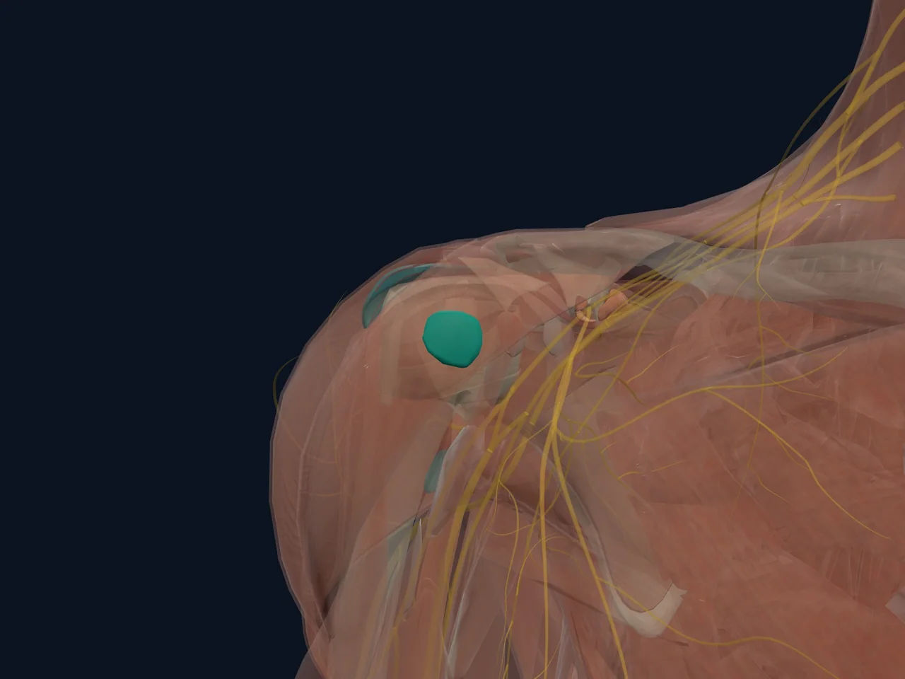 Subscapularis Bursa highlighted in teal with nearby anatomy shown for orientation.
