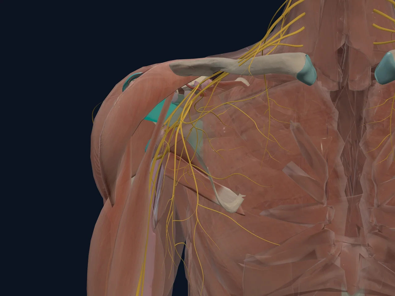Subscapularis highlighted in teal with nearby anatomy shown for orientation.