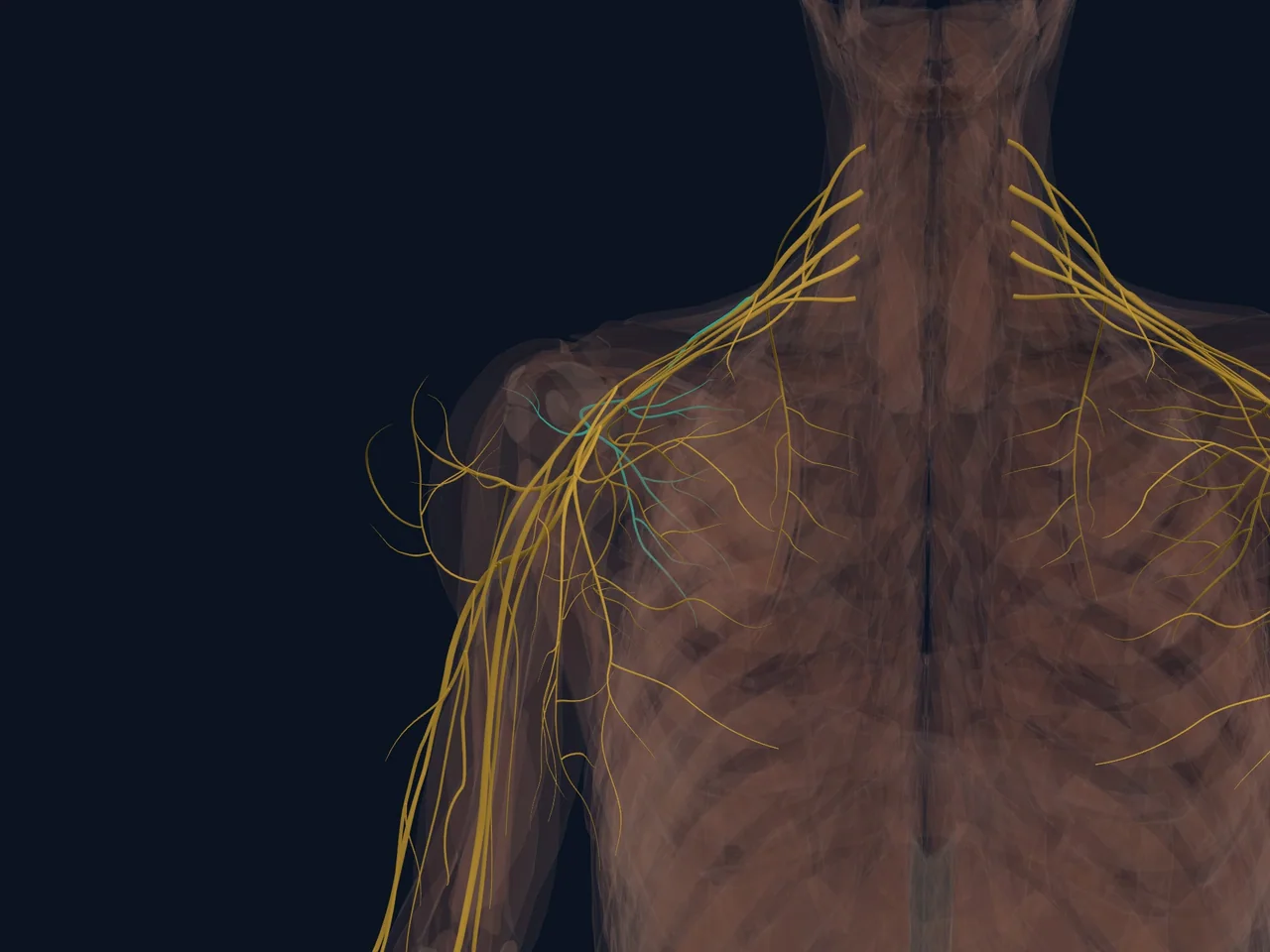 Suprascapular Nerve highlighted in teal with nearby anatomy shown for orientation.