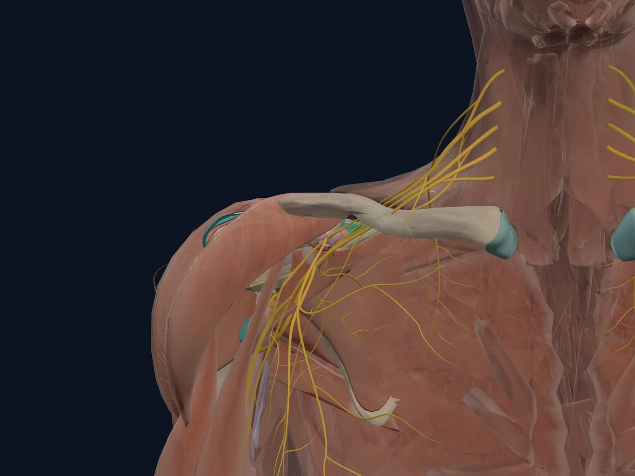 Supraspinatus highlighted in teal with nearby anatomy shown for orientation.
