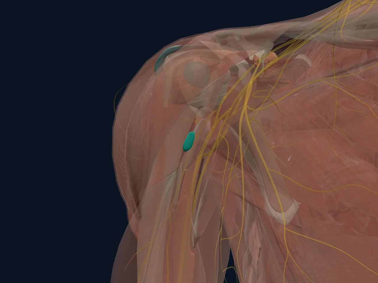 Teres Major Bursa highlighted in teal with nearby anatomy shown for orientation.