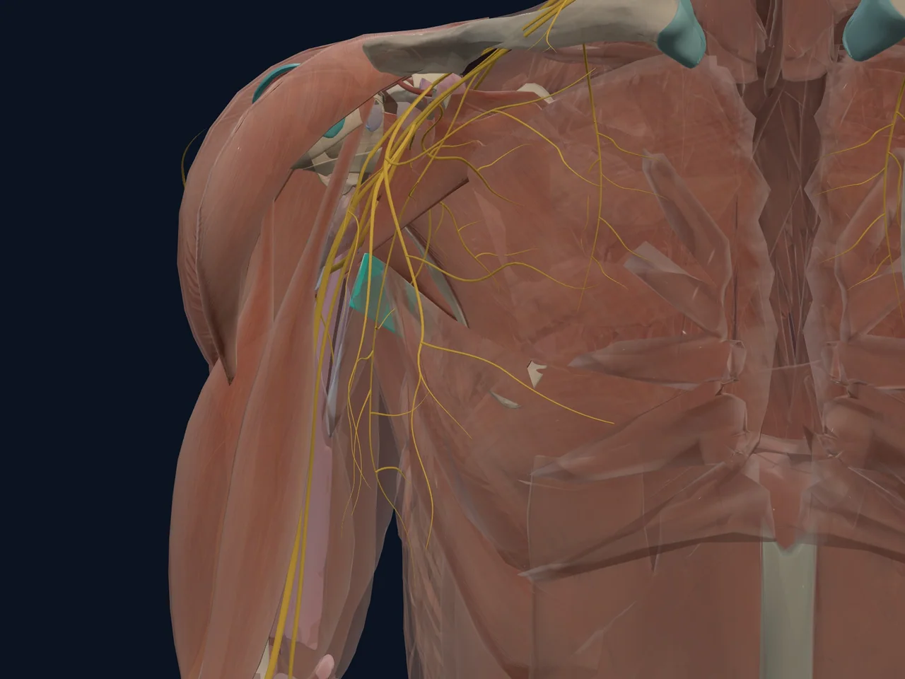 Teres Major highlighted in teal with nearby anatomy shown for orientation.