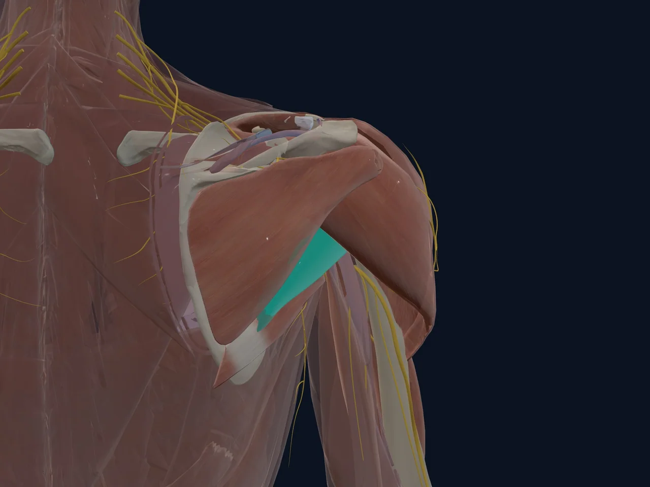 Teres Minor highlighted in teal with nearby anatomy shown for orientation.